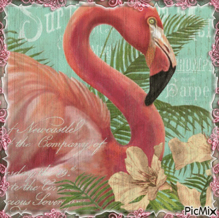 Flamingo - Бесплатный анимированный гифка