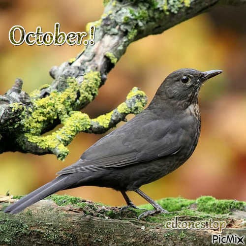 October.! - ücretsiz png