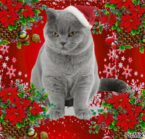My Christmas Cat - GIF animasi gratis