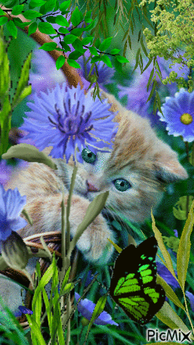 Kitten and Butterfly - GIF animé gratuit