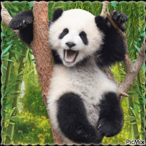 Concours : Panda - Δωρεάν κινούμενο GIF