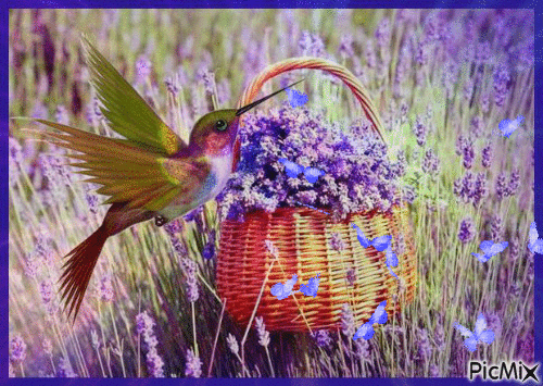 colibri et lavande - Ingyenes animált GIF