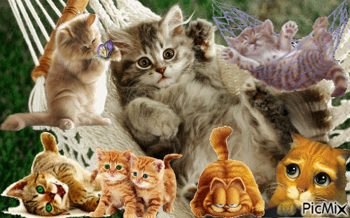 Cats - Zdarma animovaný GIF
