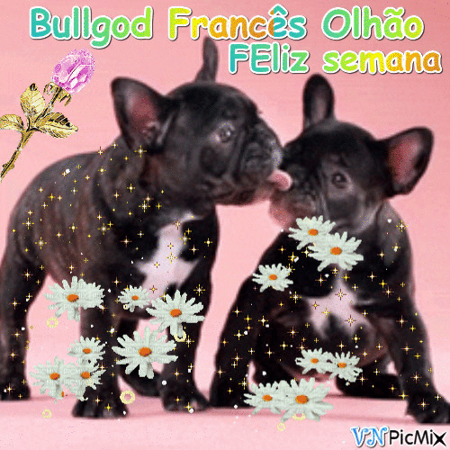 Bulldog Francês - GIF animé gratuit