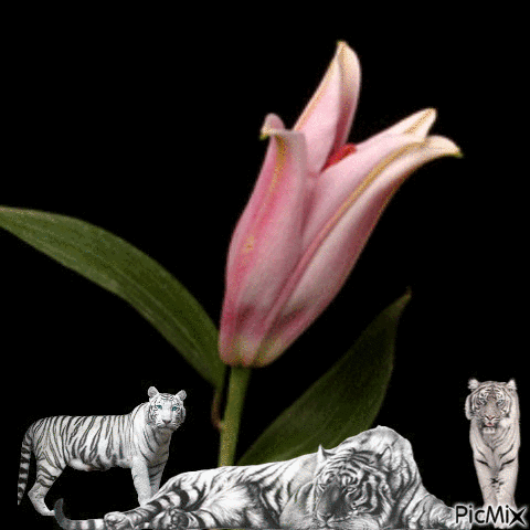 Flower and tigers - Free animated GIF