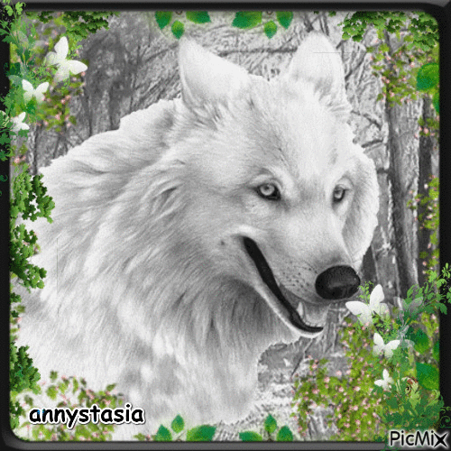 Le loup blanc - Gratis animerad GIF