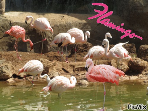 Flamingos - png gratis
