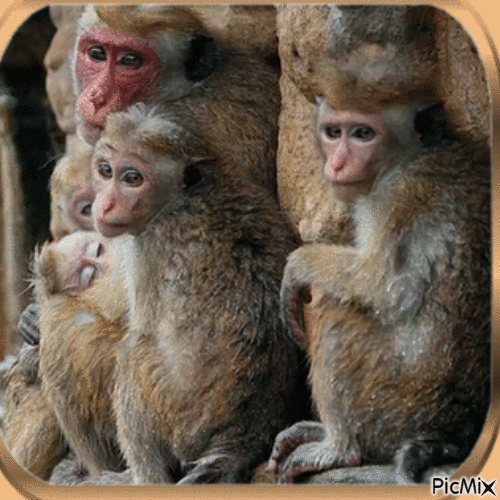 Primates - Free animated GIF