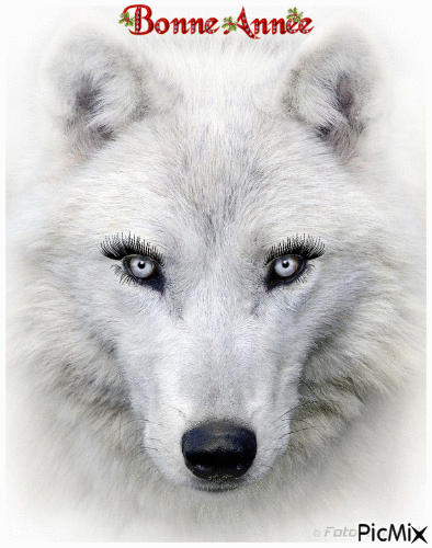 Bonne année loup blanc - Free animated GIF