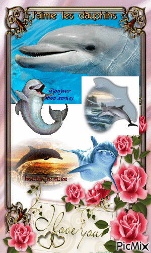 amour de dauphin - GIF animé gratuit