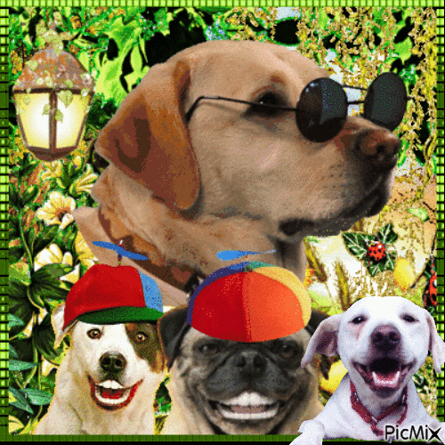 Funny Dog - Безплатен анимиран GIF