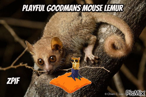 Playful Goodmans Mouse Lemur - Бесплатни анимирани ГИФ
