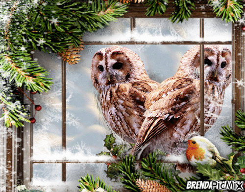 winter owl - Free animated GIF