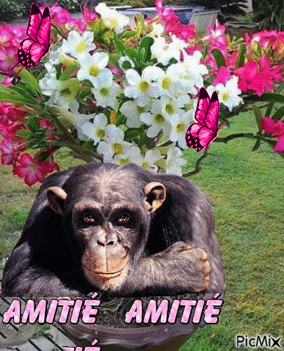 AMITIE - Gratis animeret GIF
