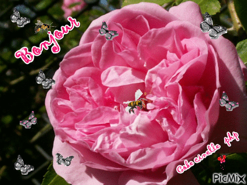 rose et abeille - Gratis geanimeerde GIF