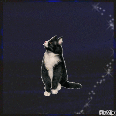 Amazing Cat - Gratis geanimeerde GIF