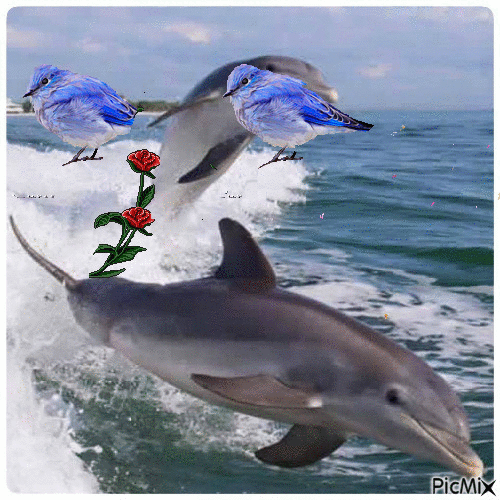 golfinho - Animovaný GIF zadarmo