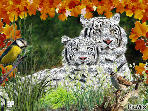 Tigers in the Bushes - Besplatni animirani GIF