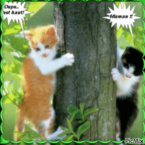 Deux chatons en mode galère - GIF animado grátis