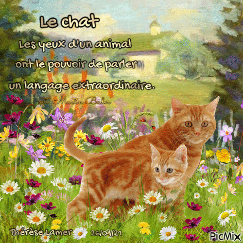 Le chat - Бесплатный анимированный гифка