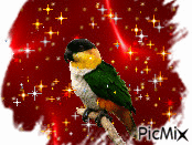 bel oiseau - Ücretsiz animasyonlu GIF