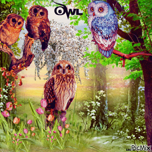 SPRING OWLS - Бесплатный анимированный гифка