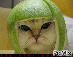 chapeau melon - GIF animado gratis