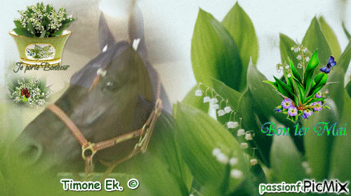 Le champion Timone Ek. © - GIF animé gratuit