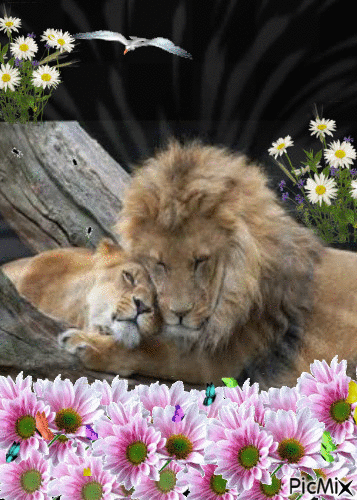 leon y su cria - GIF animado grátis