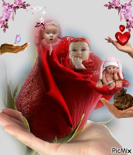 Naissances dans une Rose ! - GIF animé gratuit