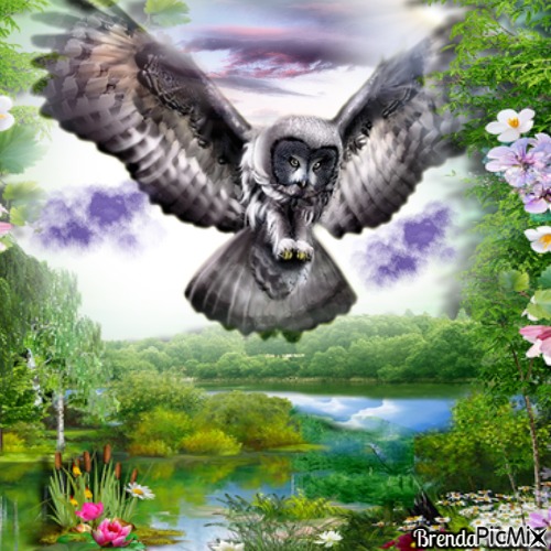 OWL - PNG gratuit