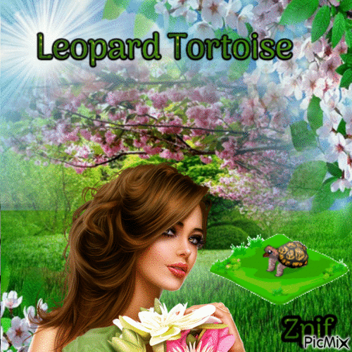 Leopard Tortoise - GIF animasi gratis