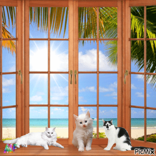 les chats - Free animated GIF