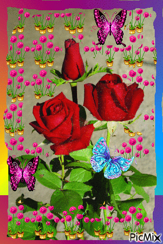 Róża wśród kwiatów. - Gratis geanimeerde GIF