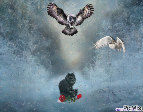 OWLS AND CAT - Бесплатный анимированный гифка