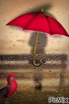 Pájaro rojo bajo la llluva - GIF animate gratis