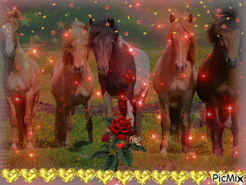 Pferde - Darmowy animowany GIF