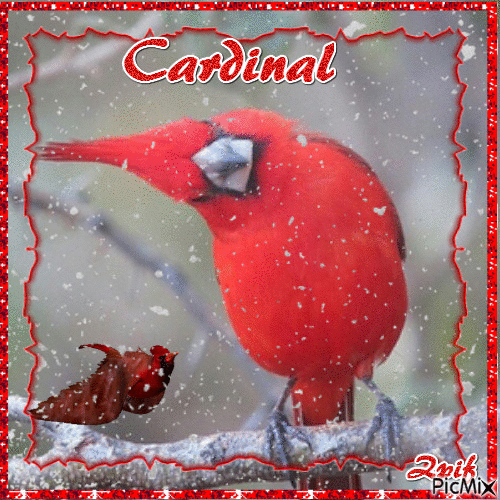 Cardinal - GIF animé gratuit