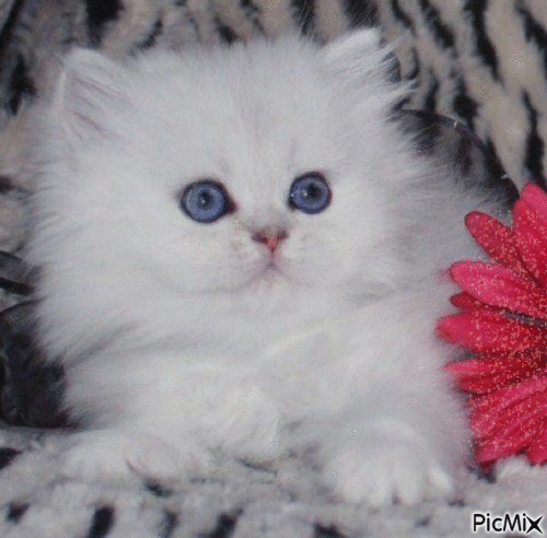 Persian white Kitty - Бесплатный анимированный гифка