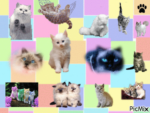 les chats - GIF animado grátis