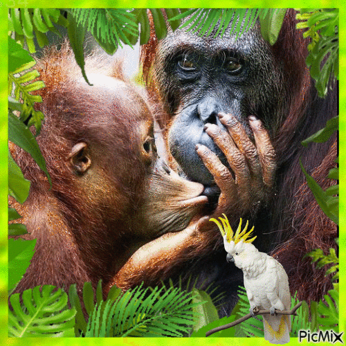 Orangutan family - Бесплатный анимированный гифка