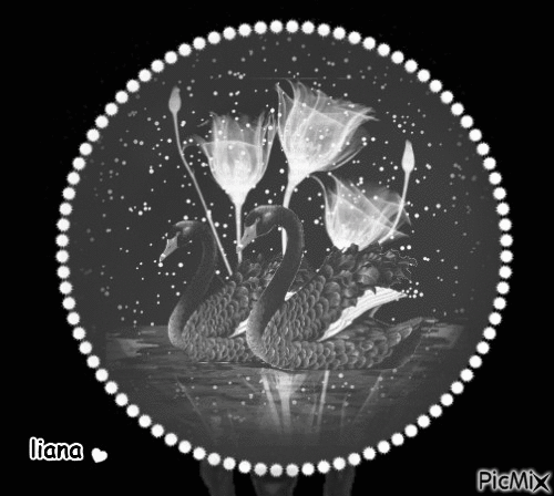 in the night... black and white... - GIF animé gratuit