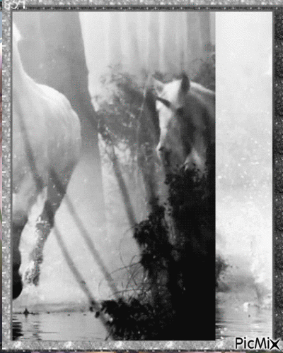 Horses - Gratis geanimeerde GIF