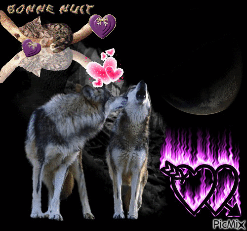 coeur de loups dans la nuit - Безплатен анимиран GIF
