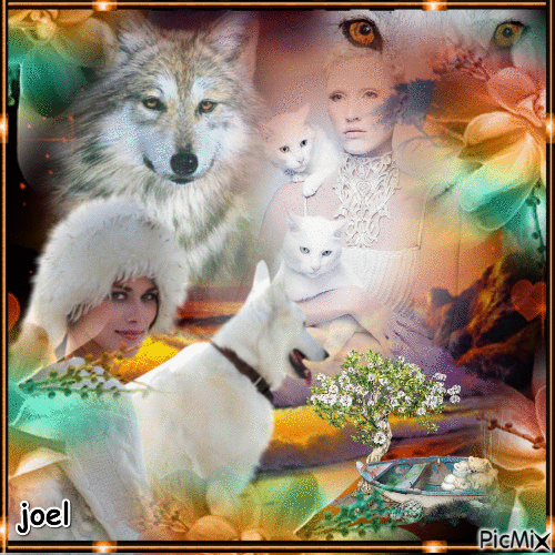 entre loup et chat - Darmowy animowany GIF