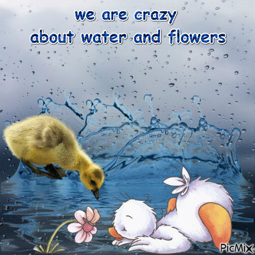 we are crazy about water and flowers - GIF animé gratuit
