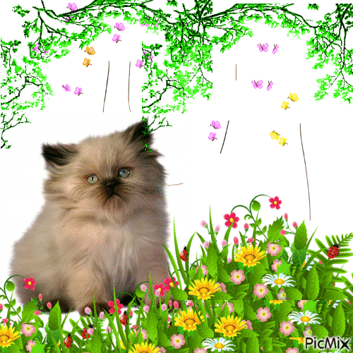 Kissa söpöliini - Bezmaksas animēts GIF