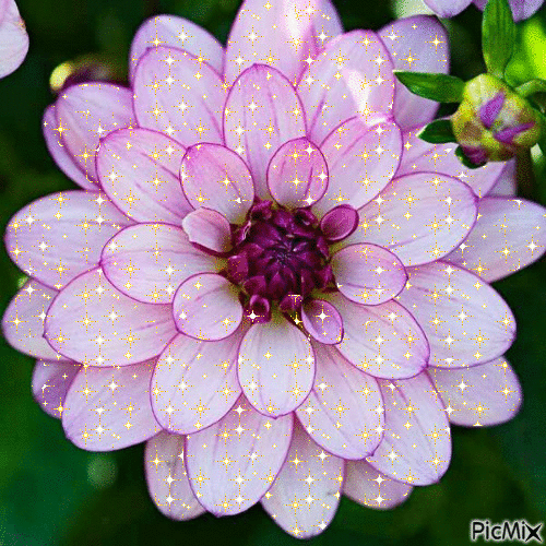 la fleurs brillante - Nemokamas animacinis gif