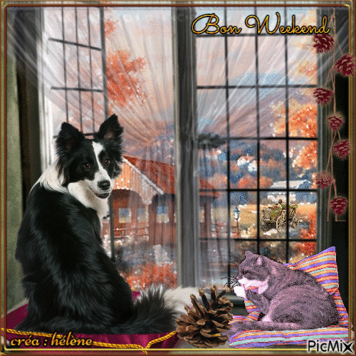 Oona & Grisou à la fenêtre un jour d'automne - Ilmainen animoitu GIF