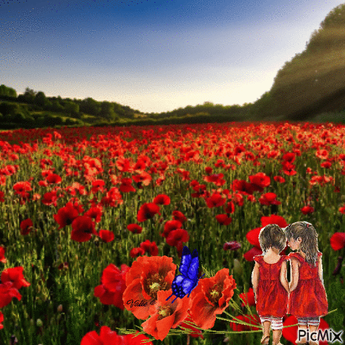 Coquelicots rouges - Free animated GIF